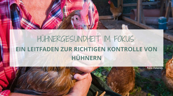 Hühnergesundheit im Fokus: Ein Leitfaden zur richtigen Kontrolle von Hühnern