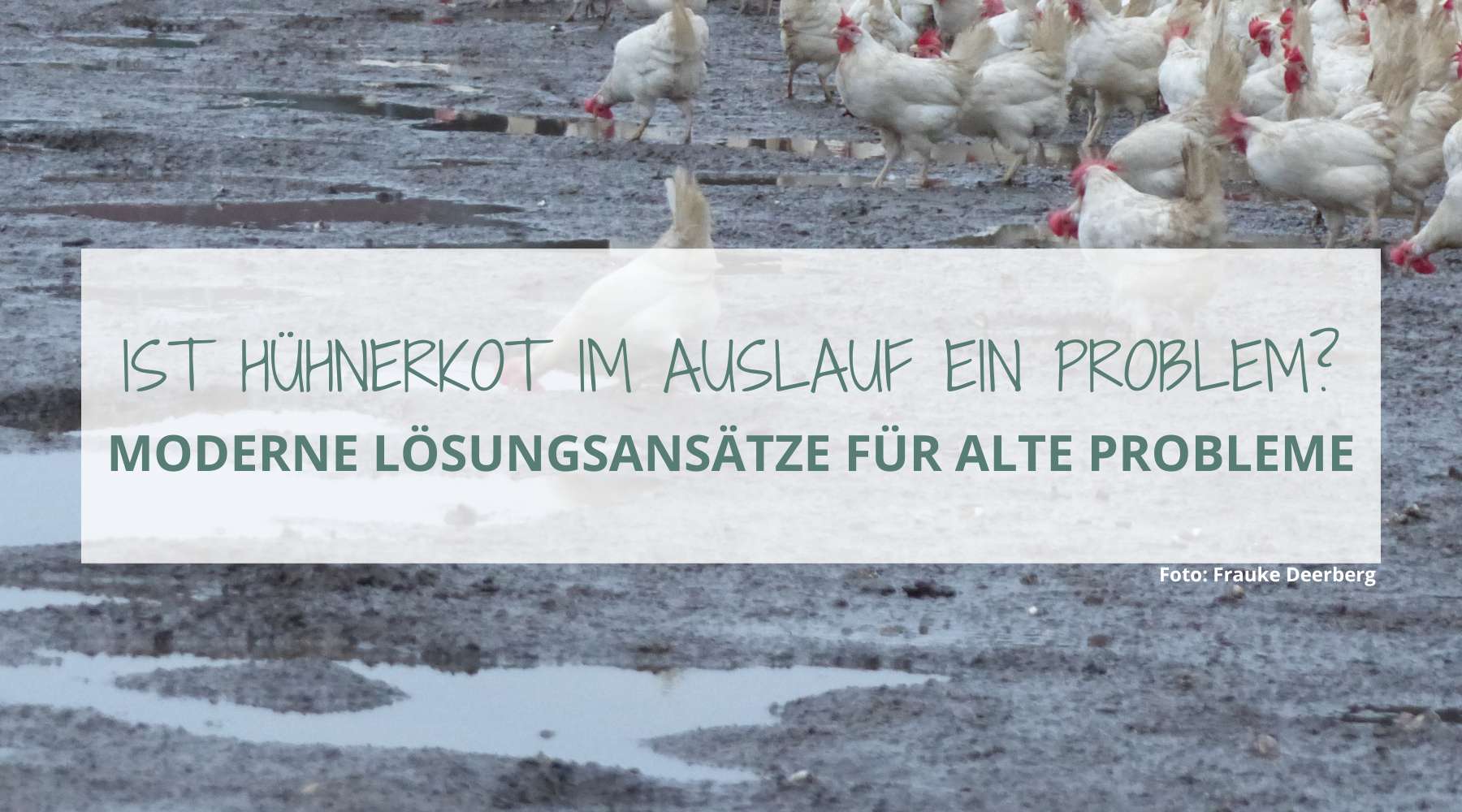 Ist Hhnerkot im Auslauf ein Problem? Moderne Lsungsanstze fr alte   Dein-Gartenhuhn