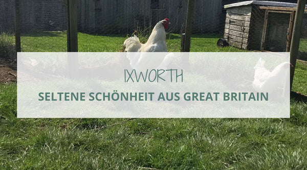 Die Ixworth sind eine seltene Hühnerrasse aus Großbritannien