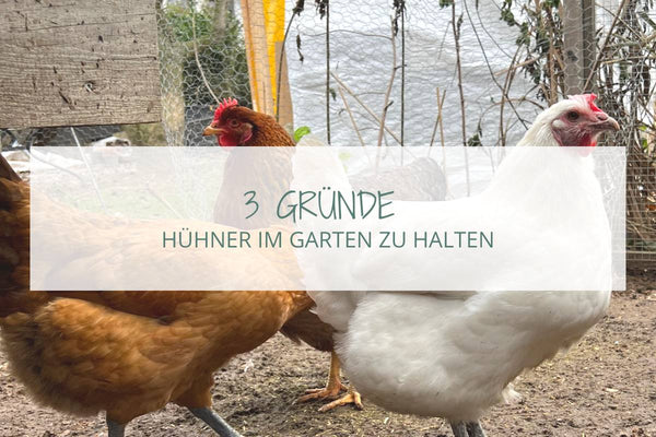 3 Gründe Hühner im Garten zu halten