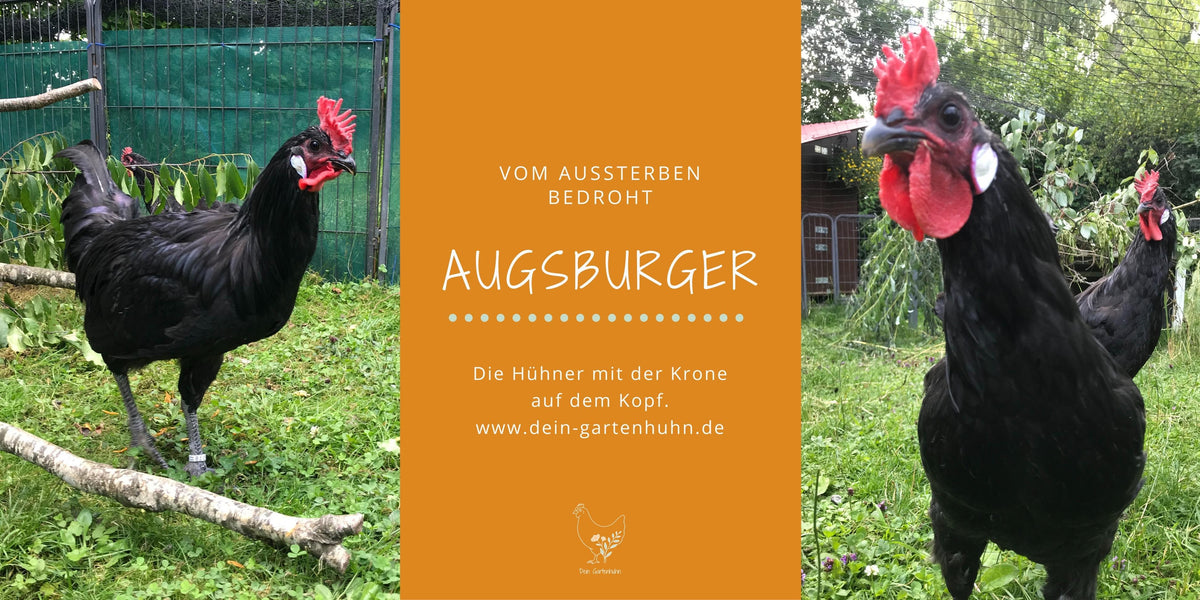 Pflanzen fr den Hhnergarten  Dein-Gartenhuhn