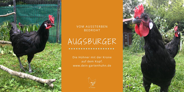 Abgebildet ist ein Augsburger Junghahn. Dieses Bild ist das Titelbild zum Blogbeitrag.