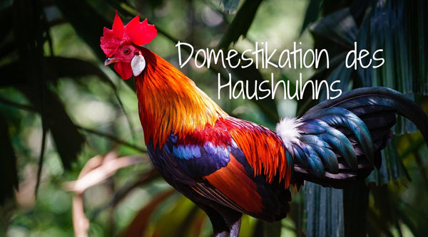 Domestikation des Haushuhns