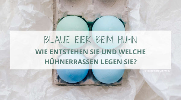 Blaue Eier beim Huhn: Wie entstehen sie und welche Hühnerrassen legen sie?