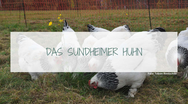 Das Sundheimer Huhn