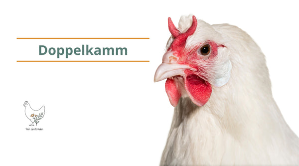 V-förmiger Doppelkamm einer La Fleche Henne.