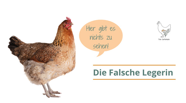 Eine falsche Legerin ist eine Henne, welche keine Eier legen kann. Lies mehr im Blogbeitrag.