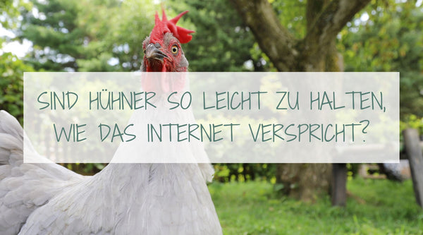 Hühner sind leicht zu halten, verspricht dir das Internet. Aber stimmt das?