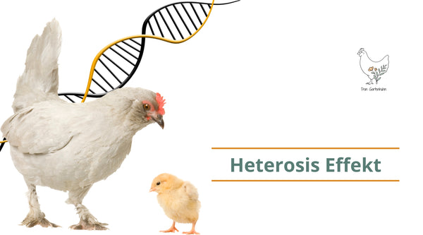 Hier erkläre ich dir den Fachbegriff Heterosis Effekt aus dem Gebiet der Genetik.