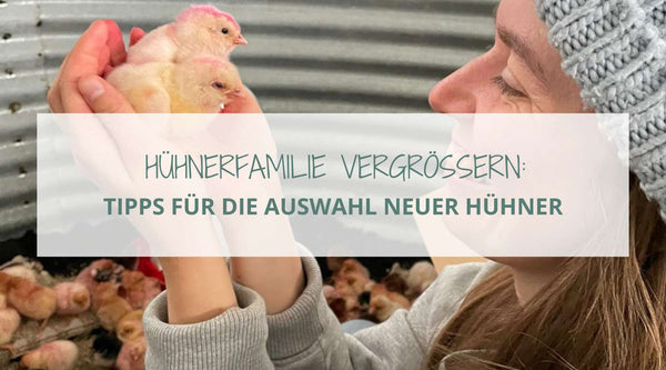 Hier bekommst du hilfreiche Tipps, wenn du deine Hühnerfamilie vergrößern möchtest.
