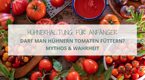 Ein Bild von Tomaten ist im Hintergrund. Im Vordergrund steht der weiß hinterlegte grüne Text: Hühnerhaltung für Anfänger. Darf man Hühnern Tomaten füttern? Mythos & Wahrheit