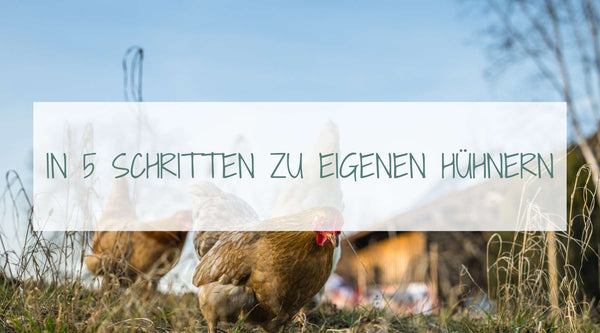 In 5 Schritten zu eigenen Gartenhühnern