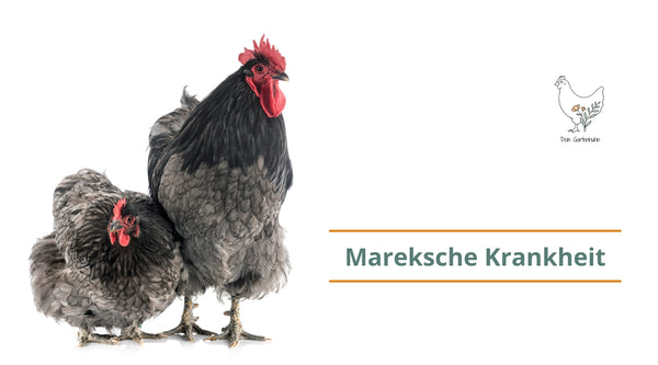 Abgebildet sind zwei Hühner und der Text: Mareksche Krankheit