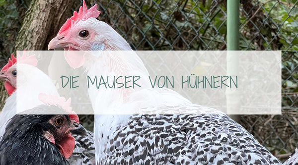 Blog Artikel über die Mauser von Hühnern