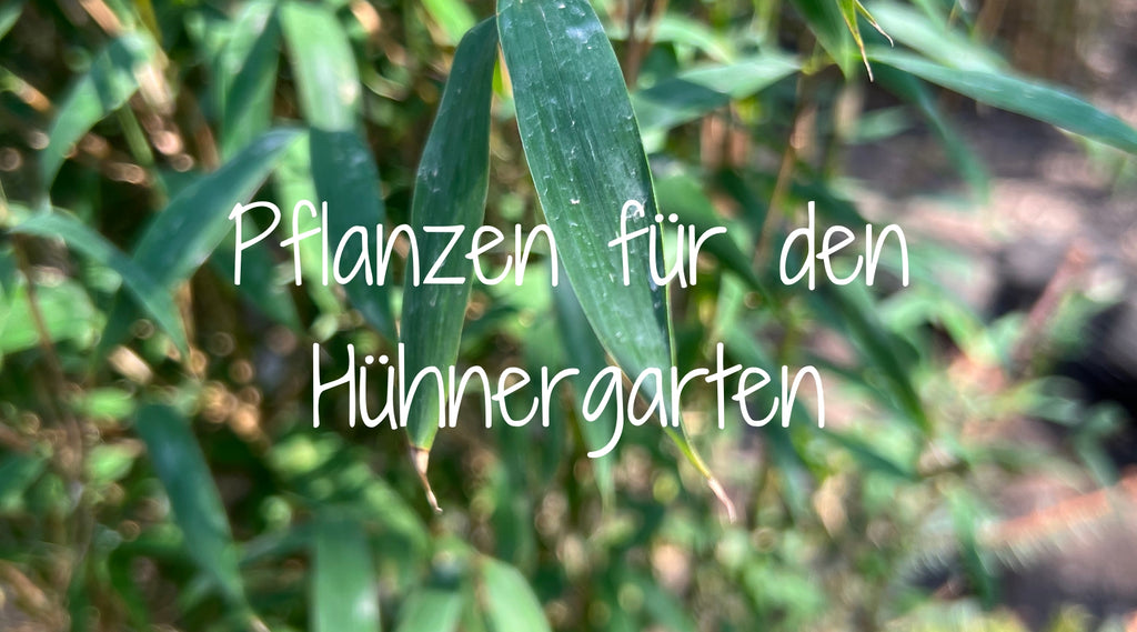 Pflanzen fr den Hhnergarten  Dein-Gartenhuhn