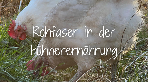 Abgebildet sind zwei Hühner die im Gras picken. Dabei nehmen sie Rohfaser auf.