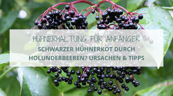 Foto von Holunderbeeren am Strauch mit dem Text: Hühnerhaltung für Anfänger – Schwarzer Hühnerkot durch Holunderbeeren? Ursachen & Tipps.