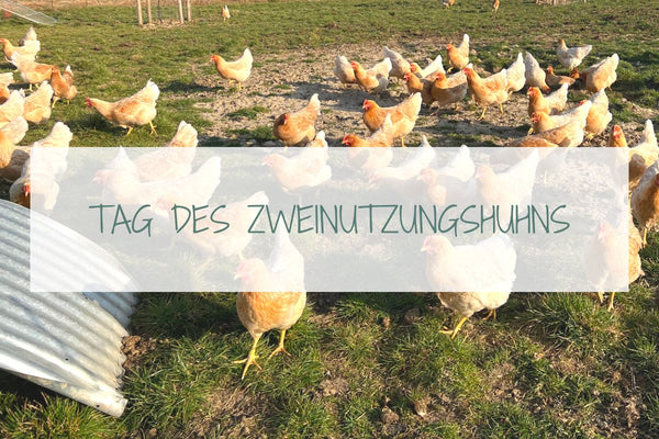 Auf diesem Foto sind Zweinutzungshühner aus dem Projekt Regio Huhn abgebildet