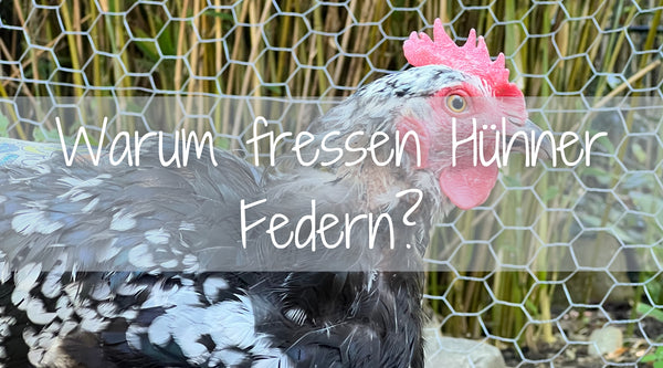 Abgebildet ist ein Huhn mit kahlem Hals. Im Text steht die Frage: Warum fressen Hühner Federn
