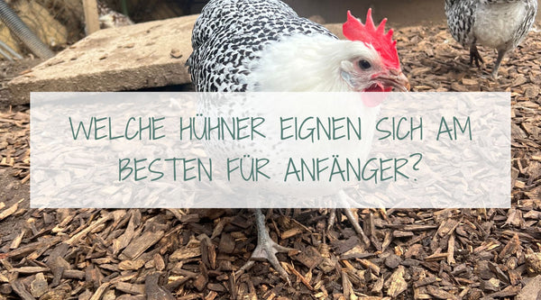 Welche Hühner eignen sich am besten für Anfänger