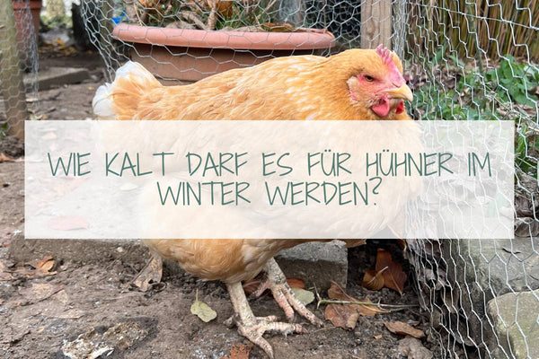 Wie kalt darf es für Hühner im Winter werden?