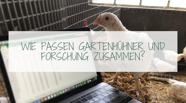 Wie passen Gartenhühner und Forschung zusammen?