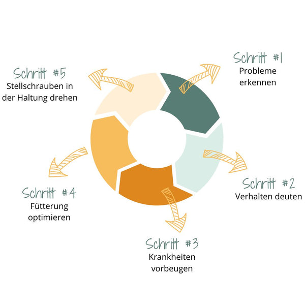 HuhnWohl Onlinekurs & Gruppencoaching