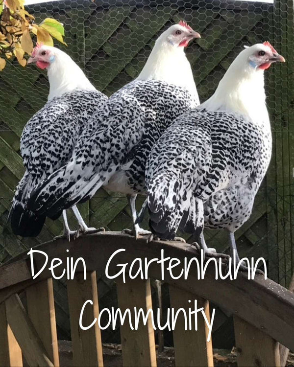 Dein Gartenhuhn Community für Fragen rund um die Hühnerhaltung