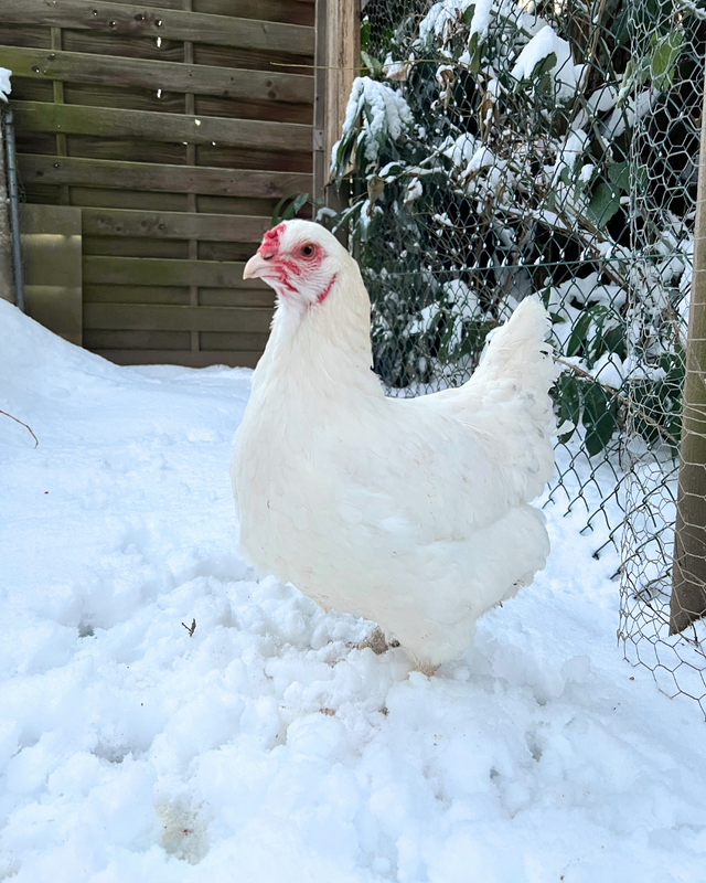 Dein Gartenhuhn Hühnerhaltung im Winter