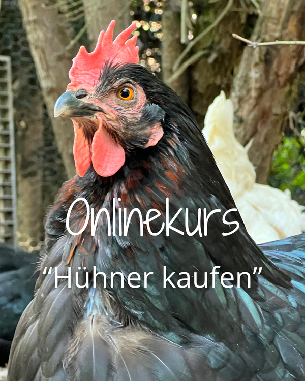 Nahaufnahme eines schwarzen Huhnes mit weißem Text: Onlinekurs Hühner kaufen.