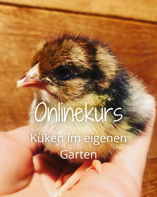 Onlinekurs Küken im eigenen Garten