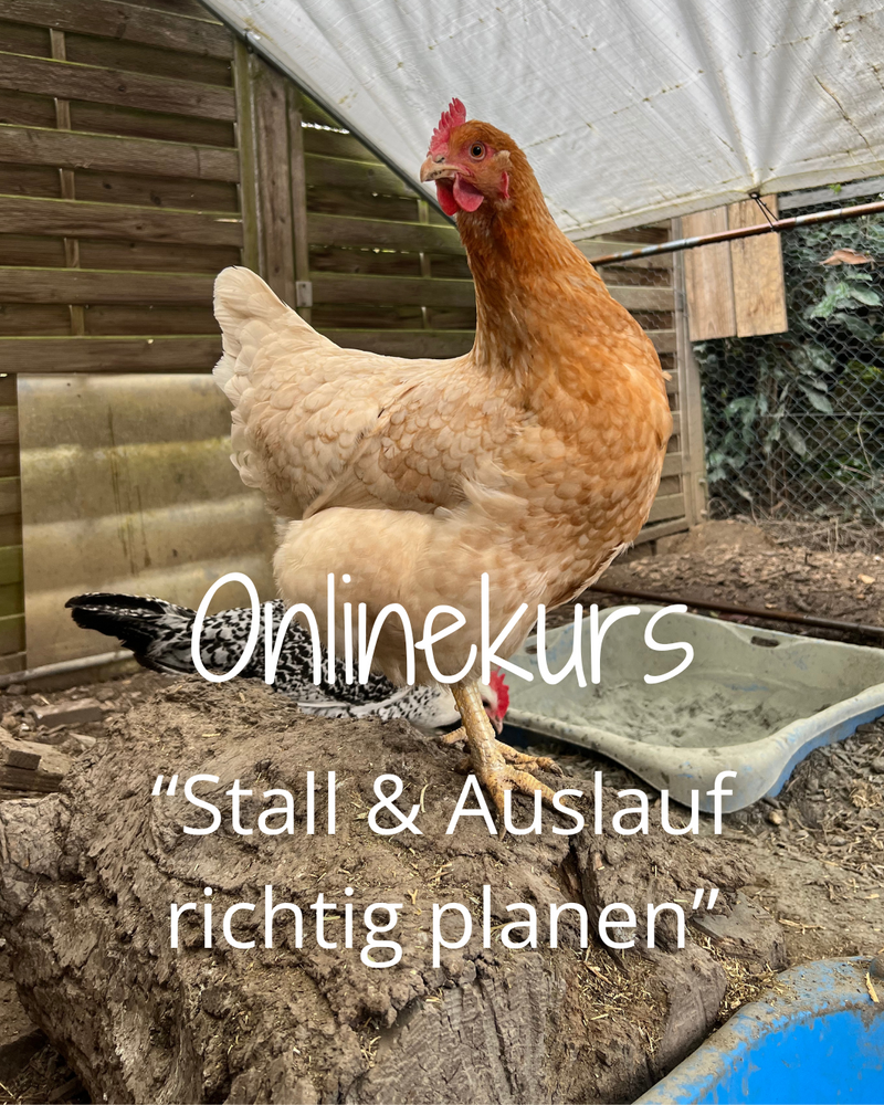Onlinekurs "Stall & Auslauf richtig planen"